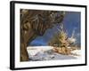 Ancient Bristlecone Pine Trees, White Mountains, California, USA-Dennis Flaherty-Framed Photographic Print