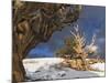Ancient Bristlecone Pine Trees, White Mountains, California, USA-Dennis Flaherty-Mounted Photographic Print
