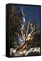 Ancient Bristlecone Pine Trees-null-Framed Stretched Canvas