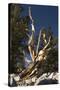 Ancient Bristlecone Pine Trees-null-Stretched Canvas