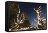 Ancient Bristlecone Pine Trees-null-Framed Stretched Canvas