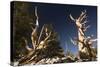 Ancient Bristlecone Pine Trees-null-Stretched Canvas