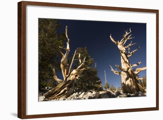 Ancient Bristlecone Pine Trees-null-Framed Photographic Print