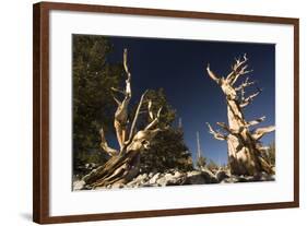 Ancient Bristlecone Pine Trees-null-Framed Photographic Print