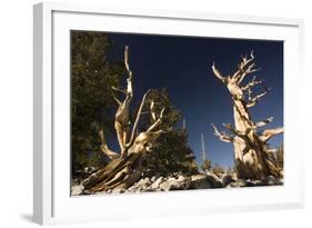 Ancient Bristlecone Pine Trees-null-Framed Photographic Print