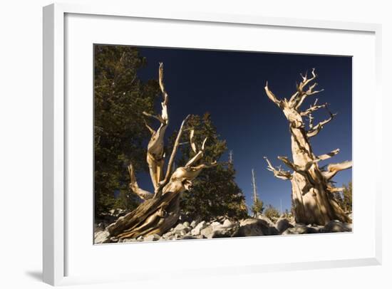 Ancient Bristlecone Pine Trees-null-Framed Photographic Print