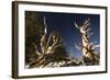 Ancient Bristlecone Pine Trees-null-Framed Photographic Print