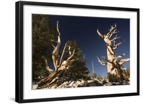 Ancient Bristlecone Pine Trees-null-Framed Photographic Print