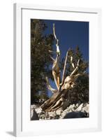 Ancient Bristlecone Pine Trees-null-Framed Photographic Print