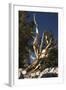 Ancient Bristlecone Pine Trees-null-Framed Photographic Print