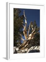 Ancient Bristlecone Pine Trees-null-Framed Photographic Print