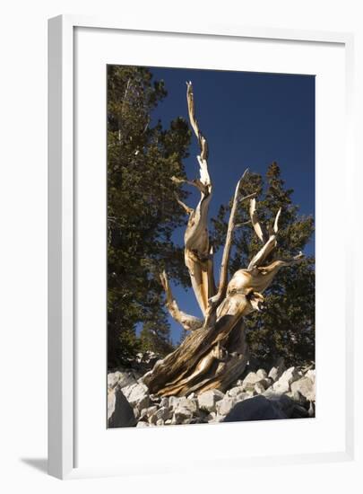 Ancient Bristlecone Pine Trees-null-Framed Photographic Print