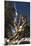 Ancient Bristlecone Pine Trees-null-Mounted Photographic Print