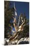 Ancient Bristlecone Pine Trees-null-Mounted Photographic Print