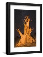 Ancient Bristlecone Pine under starry sky in the Patriarch Grove, White Mountains, California, USA-Russ Bishop-Framed Photographic Print