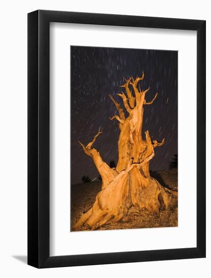 Ancient Bristlecone Pine under starry sky in the Patriarch Grove, White Mountains, California, USA-Russ Bishop-Framed Photographic Print