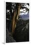 Ancient Bristlecone Pine, White Mountain, CA-Steve Gadomski-Framed Photographic Print