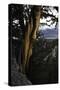 Ancient Bristlecone Pine, White Mountain, CA-Steve Gadomski-Stretched Canvas