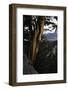 Ancient Bristlecone Pine, White Mountain, CA-Steve Gadomski-Framed Photographic Print