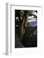 Ancient Bristlecone Pine, White Mountain, CA-Steve Gadomski-Framed Photographic Print