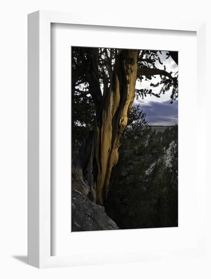 Ancient Bristlecone Pine, White Mountain, CA-Steve Gadomski-Framed Photographic Print