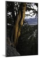 Ancient Bristlecone Pine, White Mountain, CA-Steve Gadomski-Mounted Photographic Print