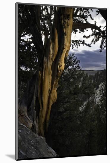 Ancient Bristlecone Pine, White Mountain, CA-Steve Gadomski-Mounted Photographic Print