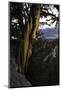 Ancient Bristlecone Pine, White Mountain, CA-Steve Gadomski-Mounted Photographic Print