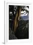 Ancient Bristlecone Pine, White Mountain, CA-Steve Gadomski-Framed Photographic Print