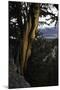 Ancient Bristlecone Pine, White Mountain, CA-Steve Gadomski-Mounted Photographic Print