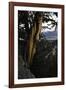 Ancient Bristlecone Pine, White Mountain, CA-Steve Gadomski-Framed Photographic Print