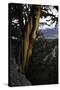 Ancient Bristlecone Pine, White Mountain, CA-Steve Gadomski-Stretched Canvas