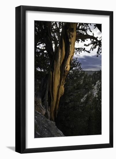 Ancient Bristlecone Pine, White Mountain, CA-Steve Gadomski-Framed Photographic Print