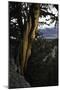 Ancient Bristlecone Pine, White Mountain, CA-Steve Gadomski-Mounted Photographic Print