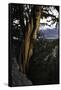 Ancient Bristlecone Pine, White Mountain, CA-Steve Gadomski-Framed Stretched Canvas