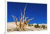 Ancient Bristlecone Pines in the Patriarch Grove, White Mountains, California, USA-Russ Bishop-Framed Photographic Print