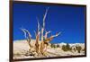 Ancient Bristlecone Pines in the Patriarch Grove, White Mountains, California, USA-Russ Bishop-Framed Photographic Print