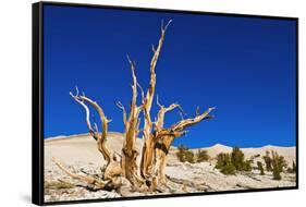 Ancient Bristlecone Pines in the Patriarch Grove, White Mountains, California, USA-Russ Bishop-Framed Stretched Canvas