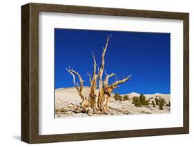 Ancient Bristlecone Pines in the Patriarch Grove, White Mountains, California, USA-Russ Bishop-Framed Photographic Print