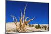 Ancient Bristlecone Pines in the Patriarch Grove, White Mountains, California, USA-Russ Bishop-Mounted Photographic Print