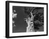 Ancient bristlecone pines, Mount Evans Wilderness Area, Colorado-Maresa Pryor-Luzier-Framed Photographic Print