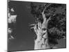 Ancient bristlecone pines, Mount Evans Wilderness Area, Colorado-Maresa Pryor-Luzier-Mounted Photographic Print