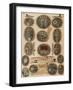 Ancient Celtic Cemetery, Hallstatt, Austria-Science Source-Framed Giclee Print