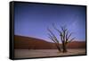 Ancient Dead Camelthorn Trees (Vachellia Erioloba) at Night with Red Dunes Behind-Wim van den Heever-Framed Stretched Canvas