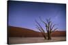 Ancient Dead Camelthorn Trees (Vachellia Erioloba) at Night with Red Dunes Behind-Wim van den Heever-Stretched Canvas