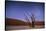 Ancient Dead Camelthorn Trees (Vachellia Erioloba) at Night with Red Dunes Behind-Wim van den Heever-Stretched Canvas