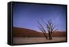 Ancient Dead Camelthorn Trees (Vachellia Erioloba) at Night with Red Dunes Behind-Wim van den Heever-Framed Stretched Canvas