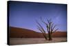 Ancient Dead Camelthorn Trees (Vachellia Erioloba) at Night with Red Dunes Behind-Wim van den Heever-Stretched Canvas
