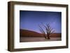 Ancient Dead Camelthorn Trees (Vachellia Erioloba) at Night with Red Dunes Behind-Wim van den Heever-Framed Photographic Print