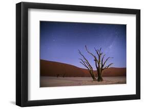 Ancient Dead Camelthorn Trees (Vachellia Erioloba) at Night with Red Dunes Behind-Wim van den Heever-Framed Photographic Print